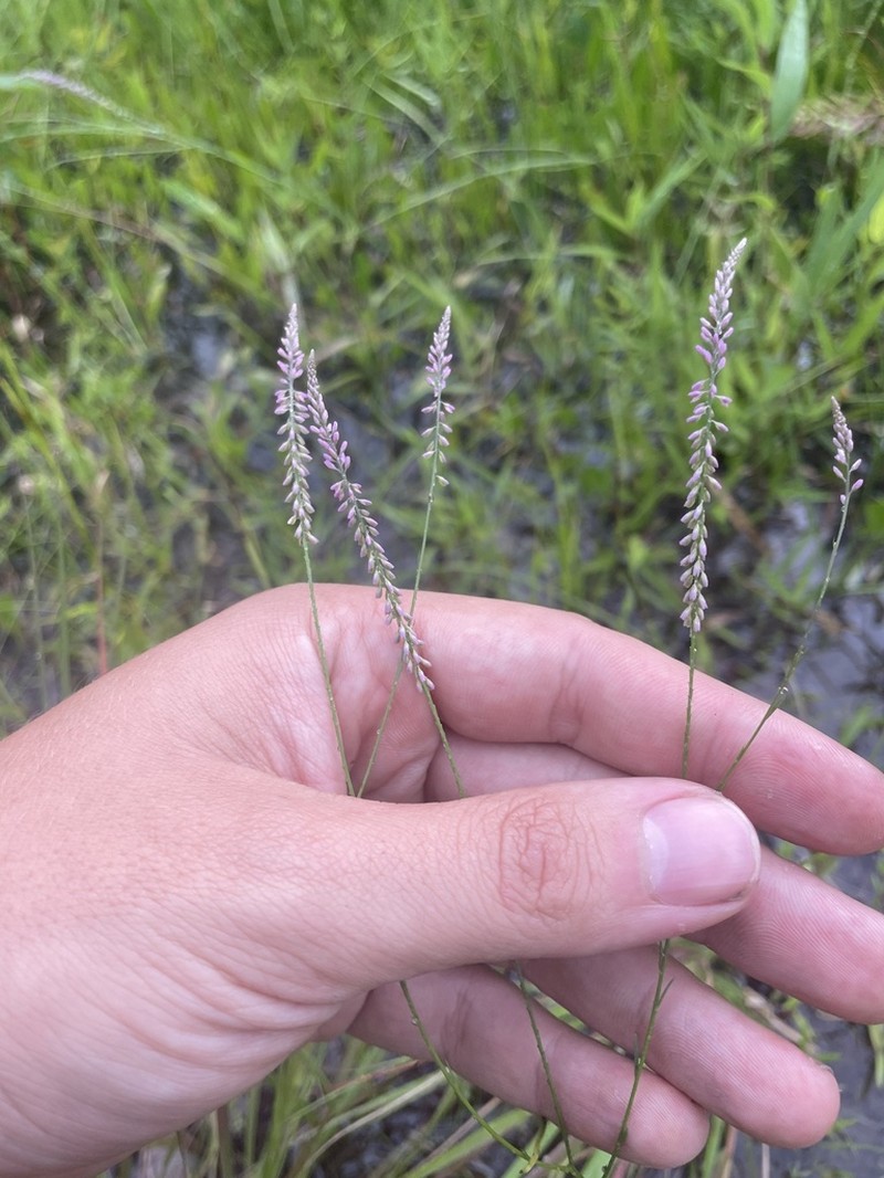 Swamp Milkwort photo 6