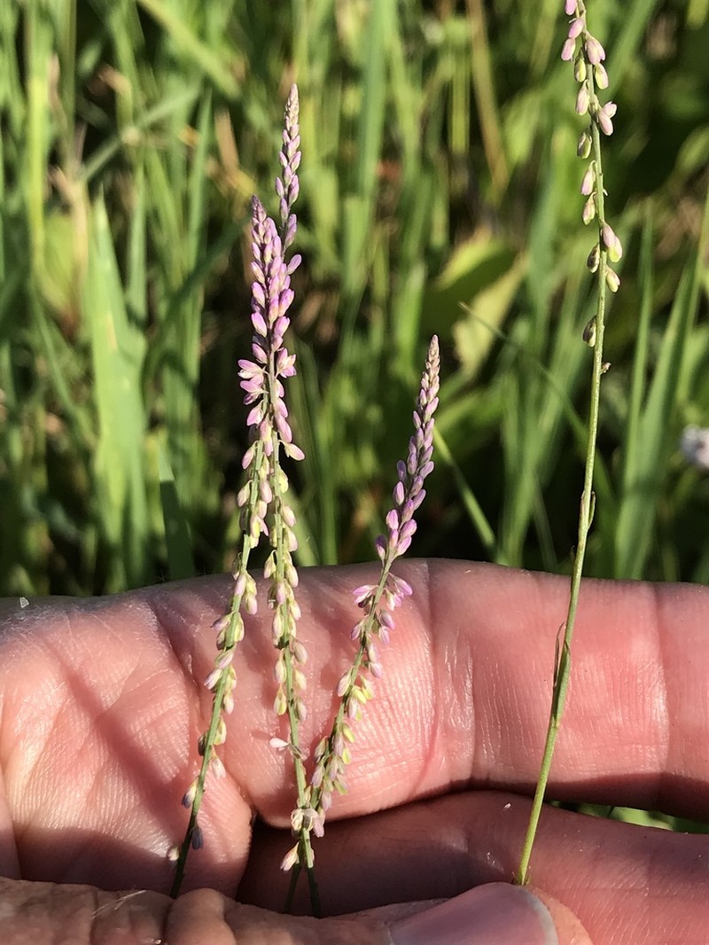 Swamp Milkwort photo 7