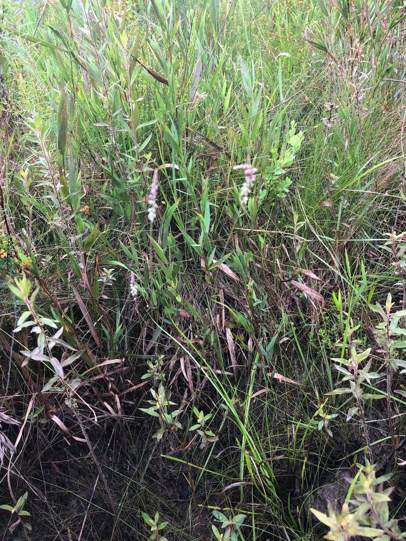 Swamp Milkwort photo 8