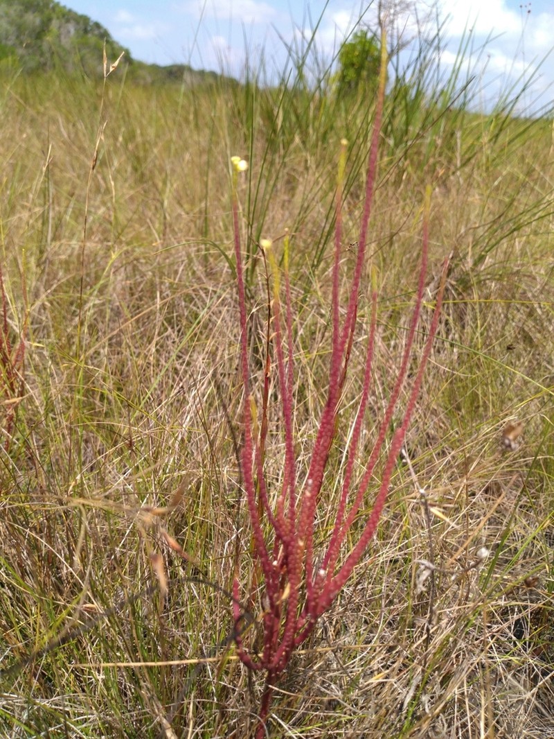 Senega appressa