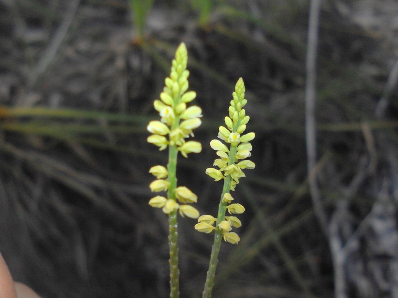 Senega appressa photo 2