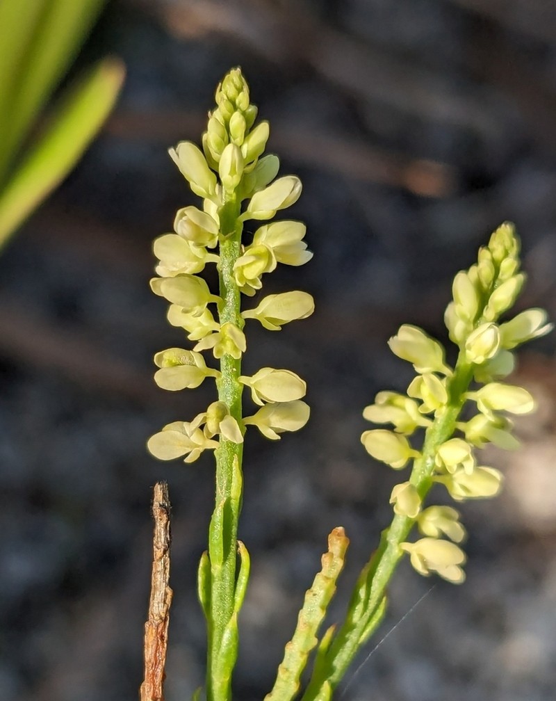 Senega appressa photo 3
