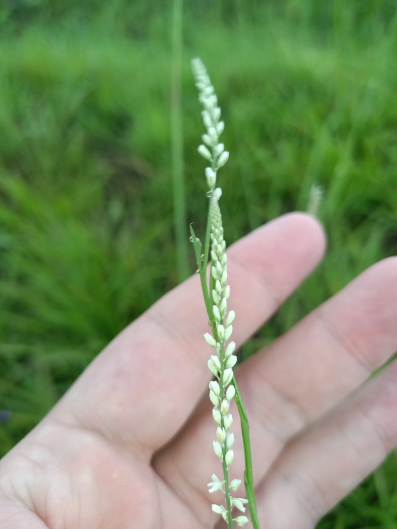 Senega appressa photo 4