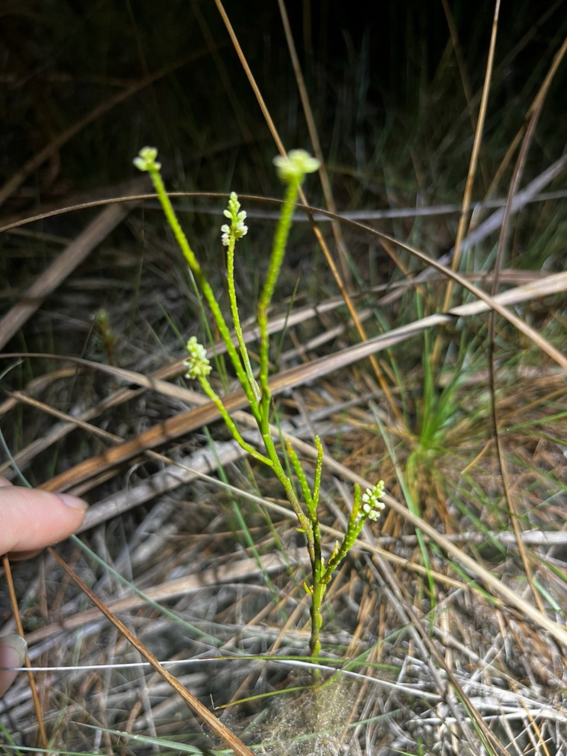 Senega appressa photo 5
