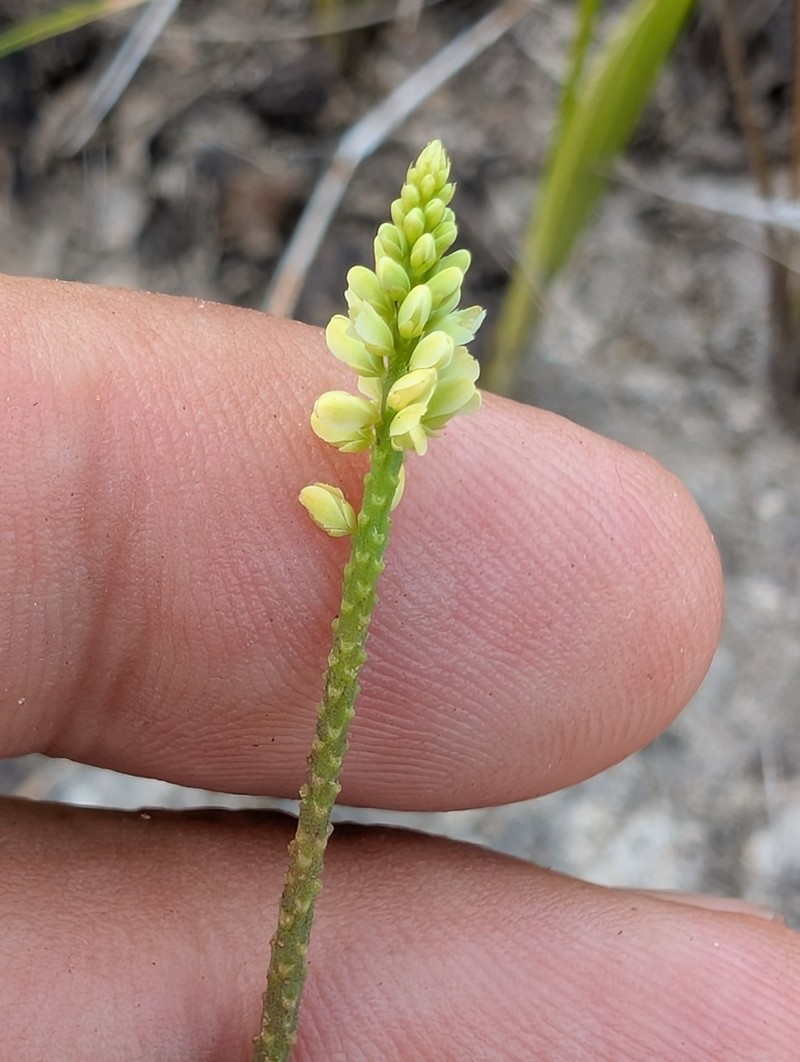 Senega appressa photo 8