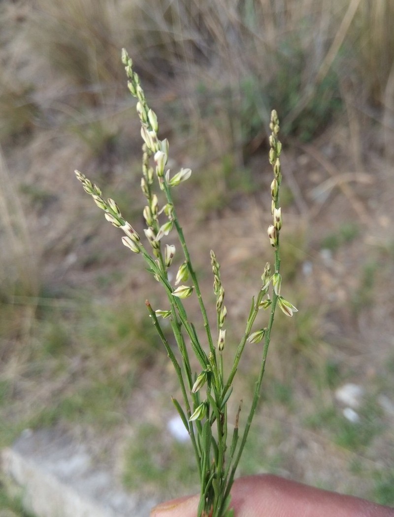 Senega argentinensis