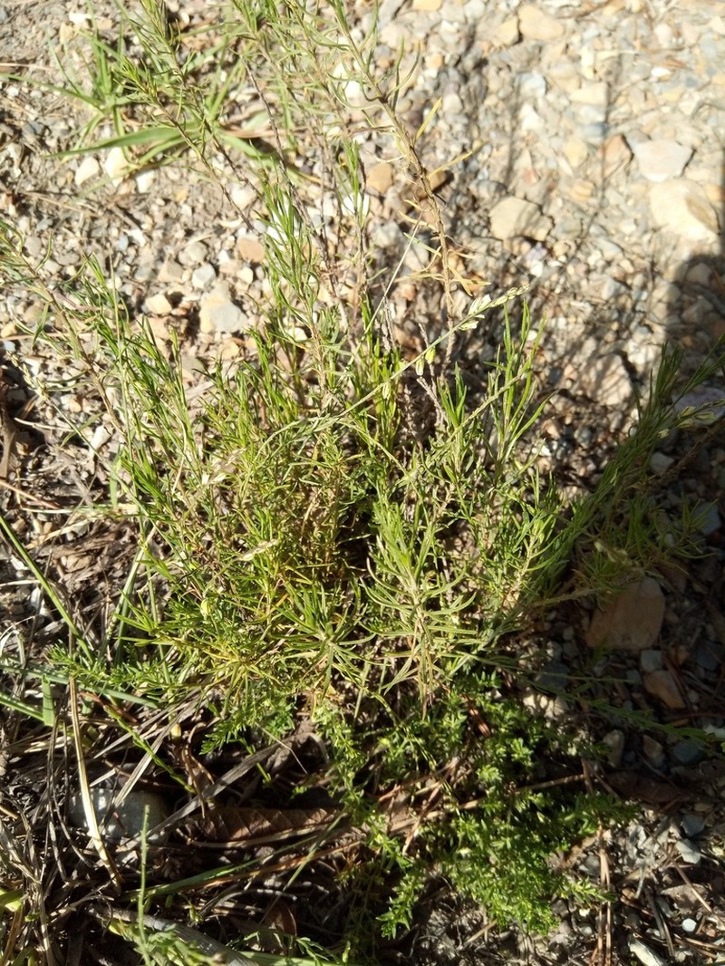 Senega argentinensis photo 2