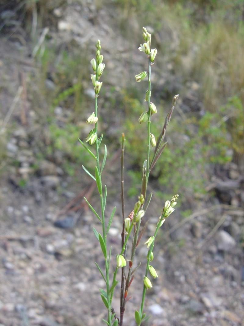 Senega argentinensis photo 3
