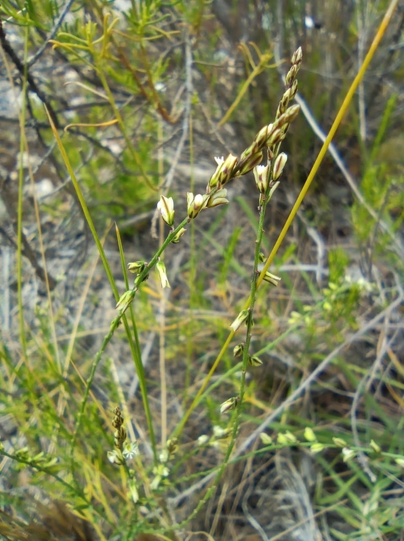 Senega argentinensis photo 4
