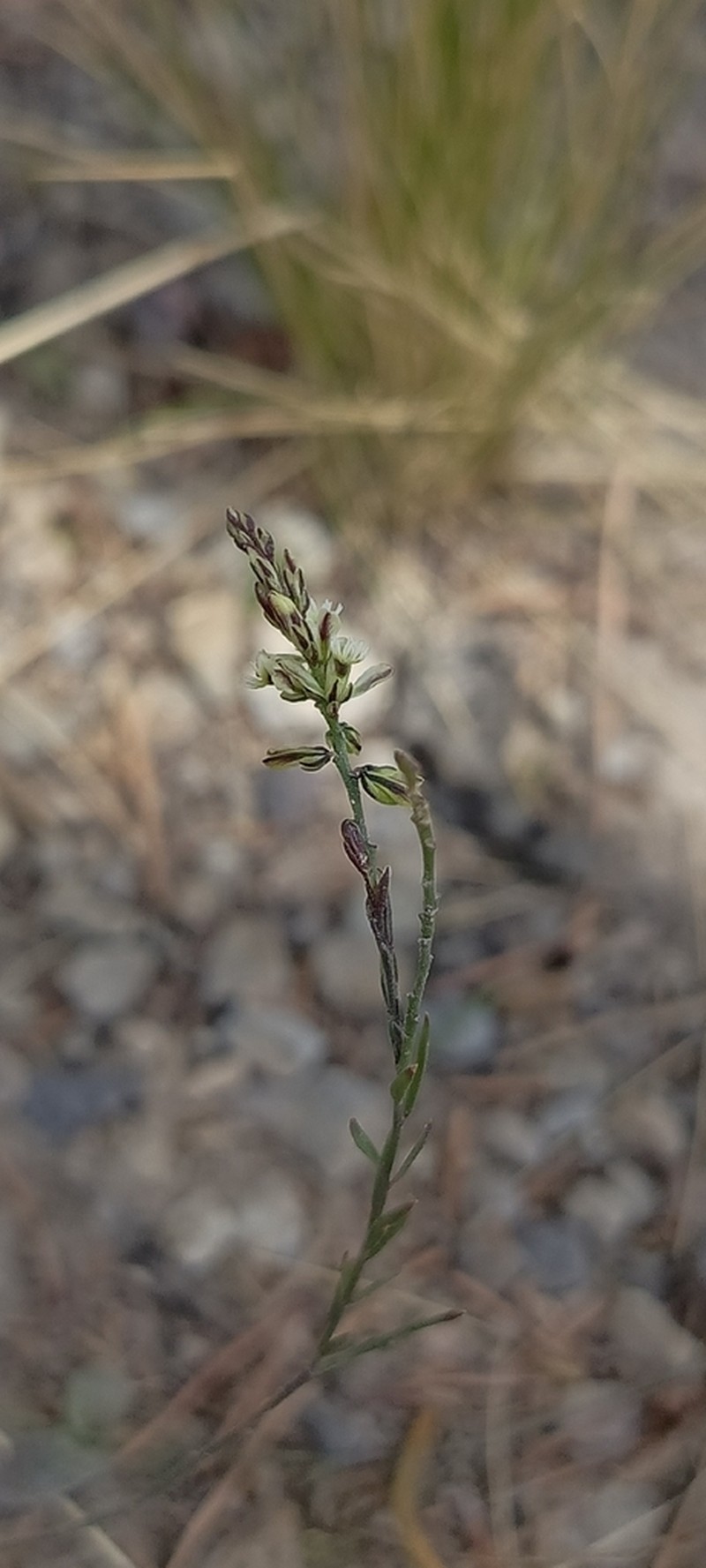 Senega argentinensis photo 5