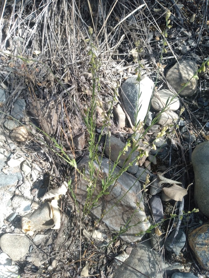 Senega argentinensis photo 6