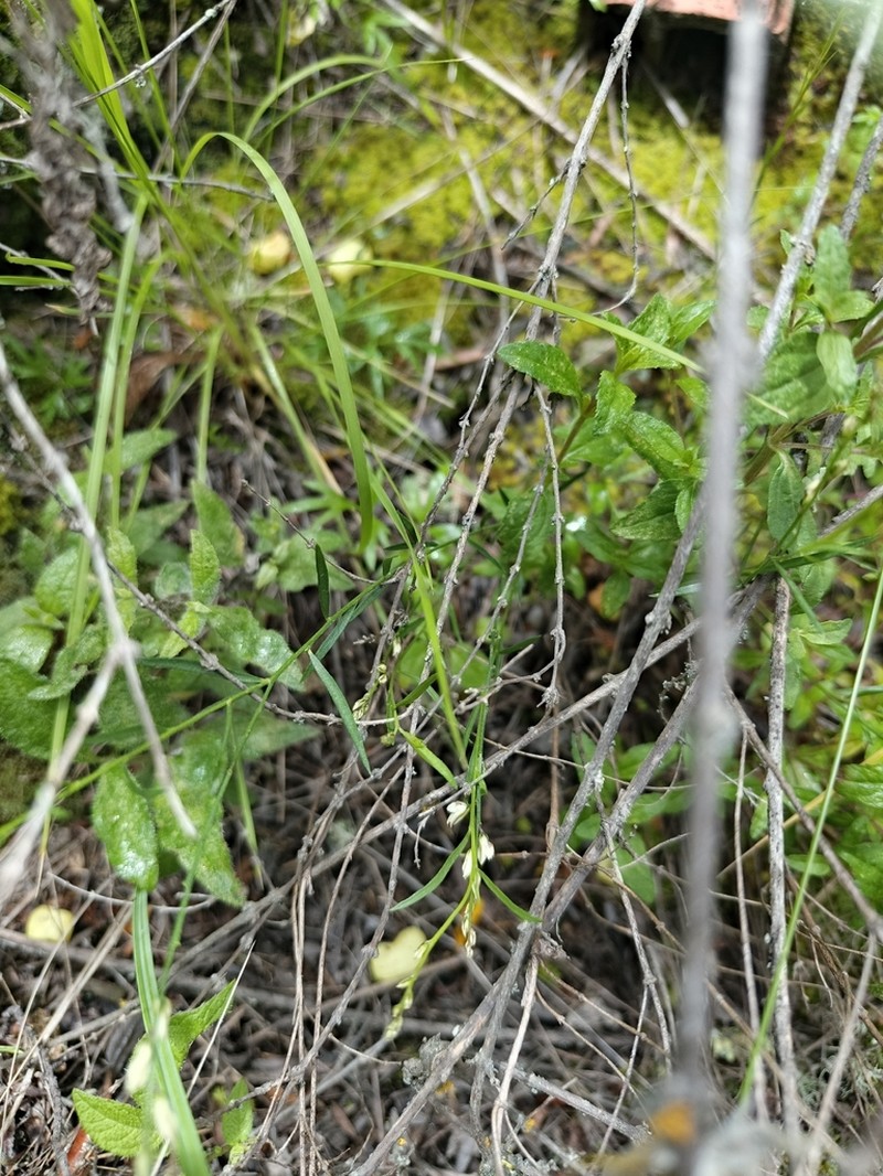 Senega argentinensis photo 7