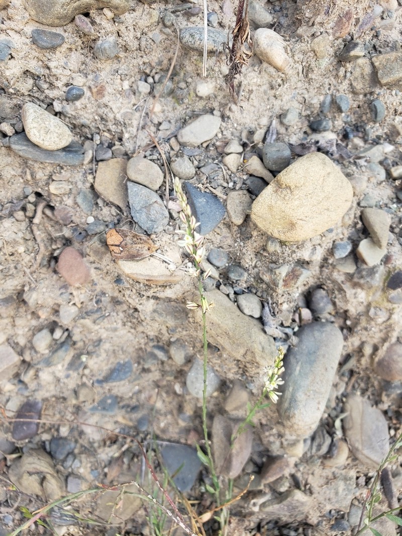 Senega argentinensis photo 8