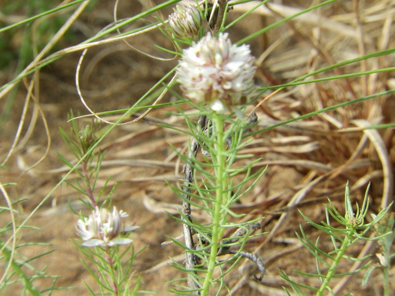Senega aspalatha