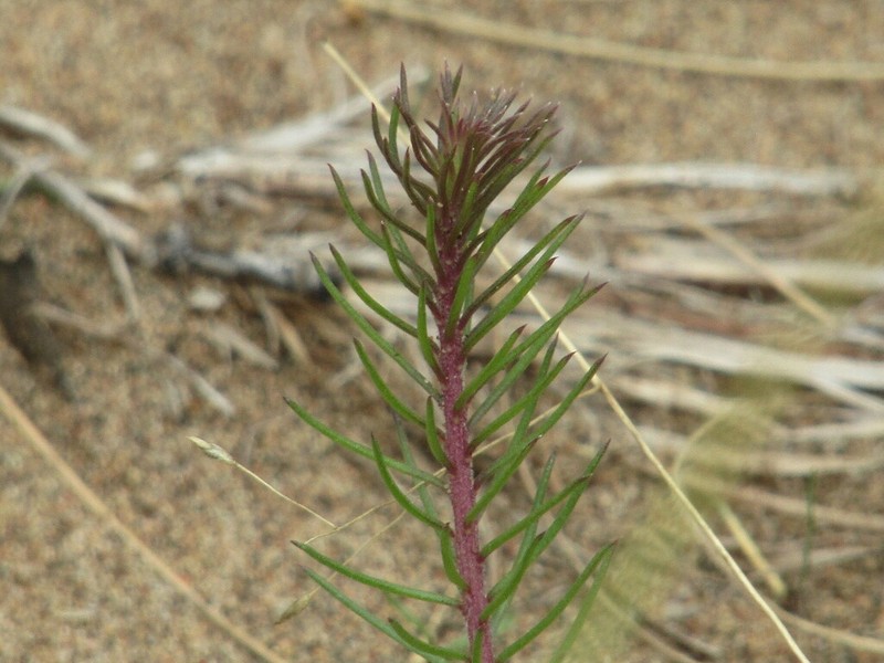 Senega aspalatha photo 2