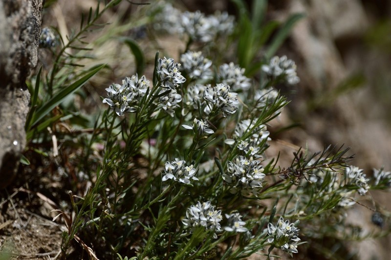 Senega aspalatha photo 3