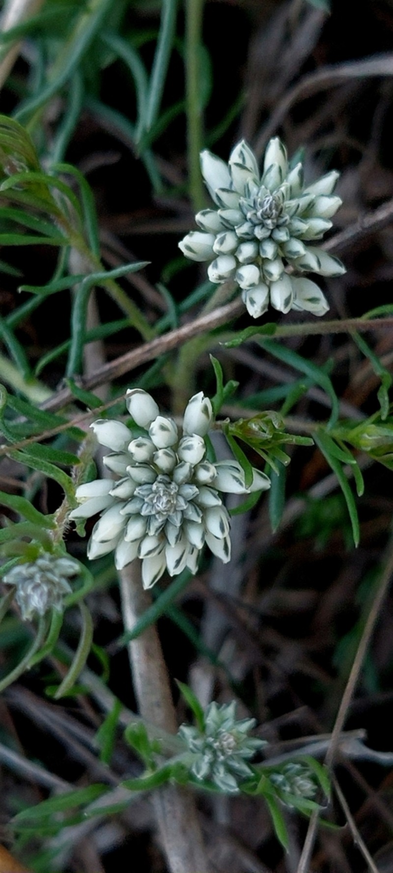 Senega aspalatha photo 5