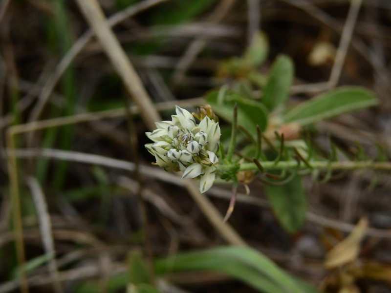 Senega aspalatha photo 7
