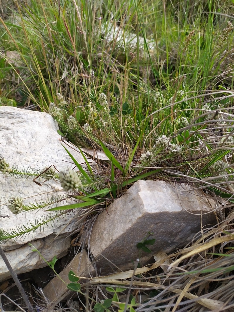 Senega aspalatha photo 8