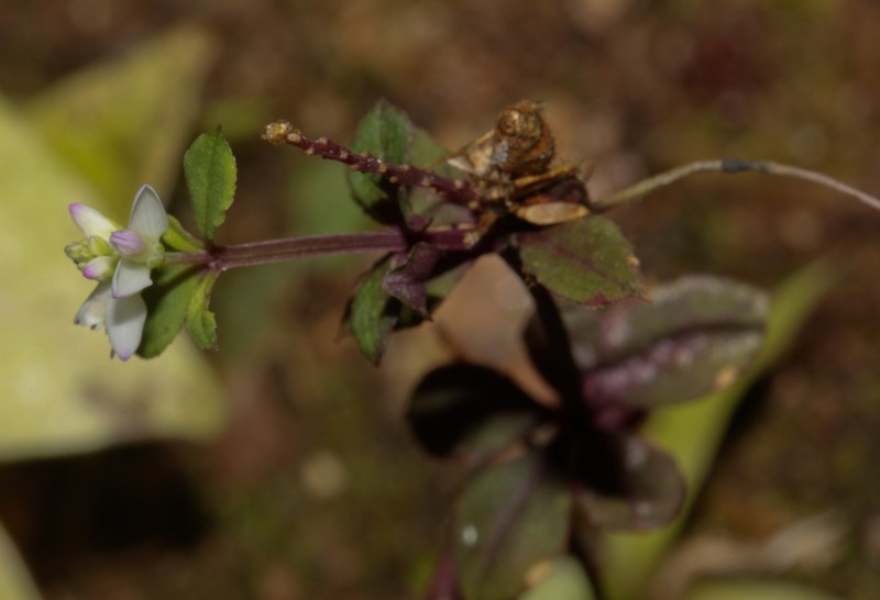 Senega asperuloides