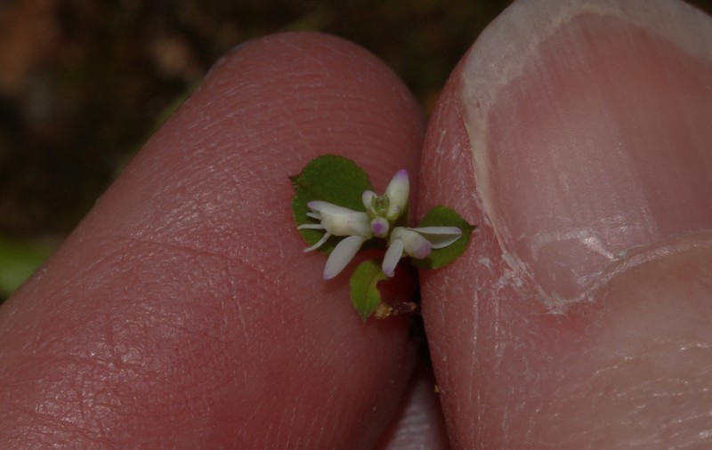 Senega asperuloides photo 2