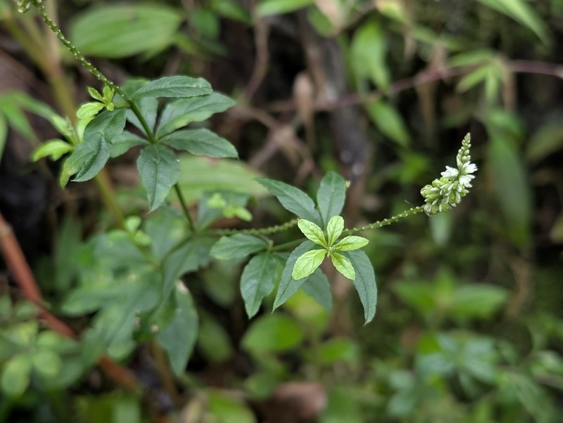 Senega asperuloides photo 3