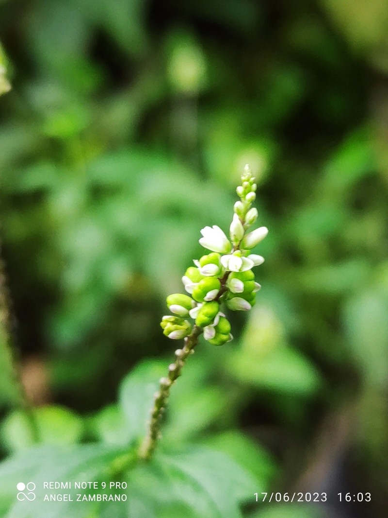 Senega asperuloides photo 4