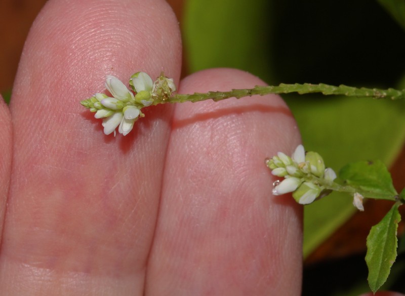 Senega asperuloides photo 5
