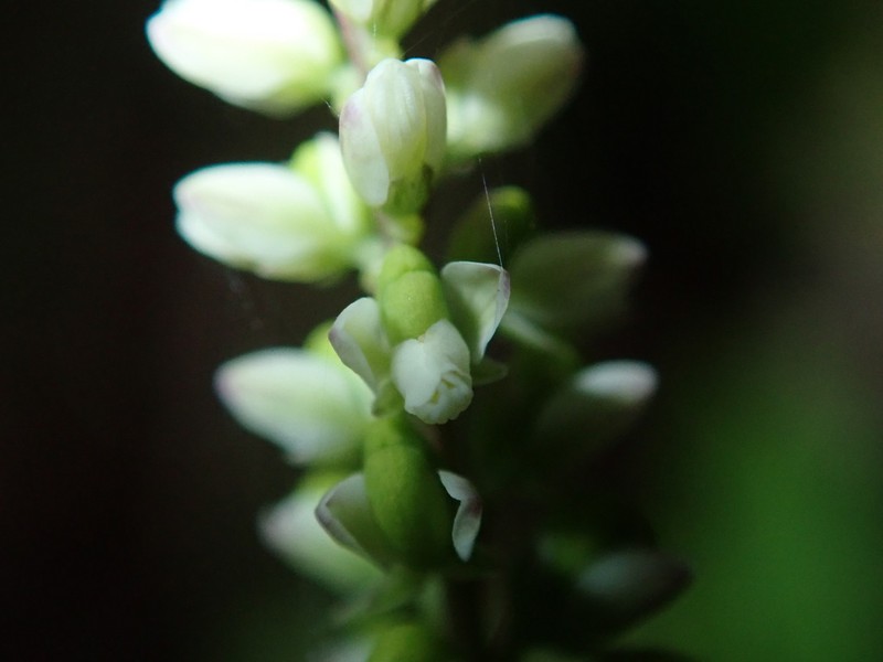 Senega asperuloides photo 6