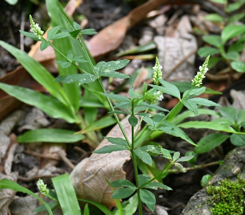 Senega asperuloides photo 7