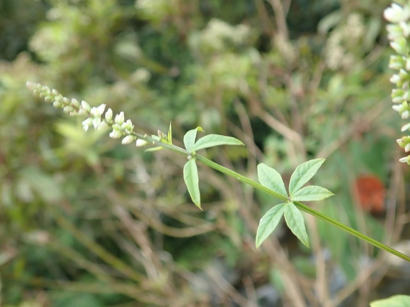Senega asperuloides photo 8