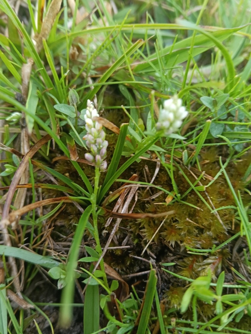 Senega australis