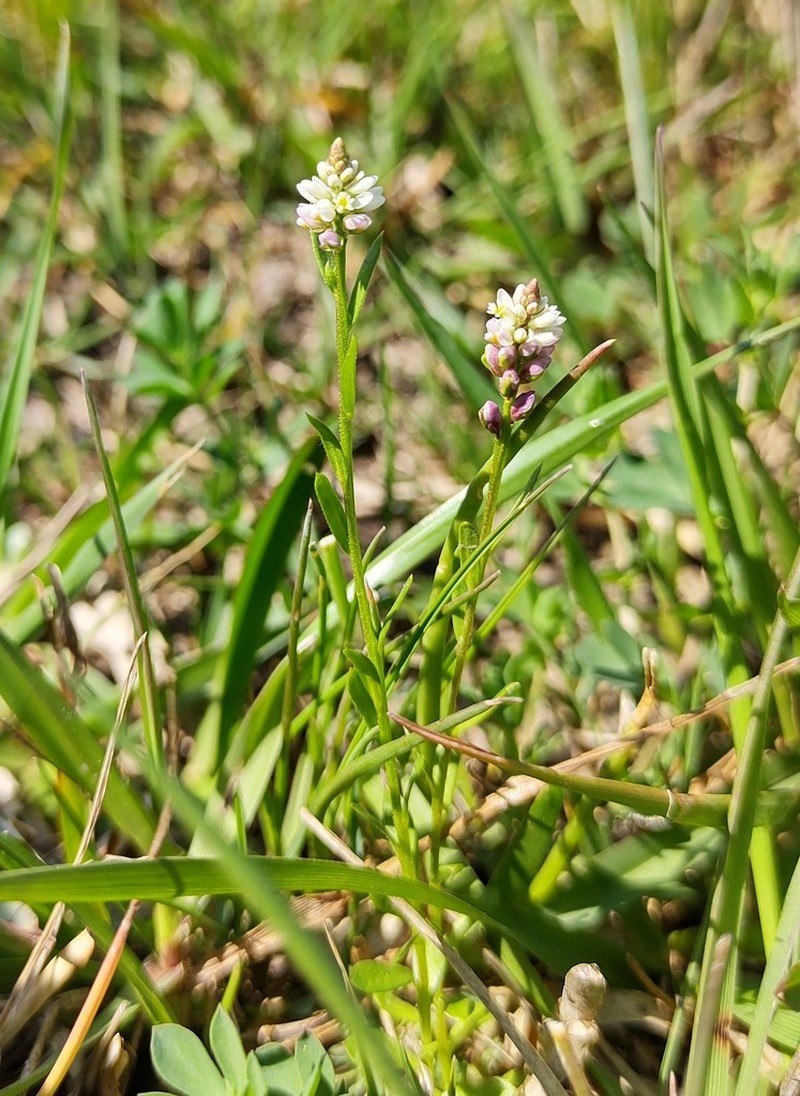 Senega australis photo 2