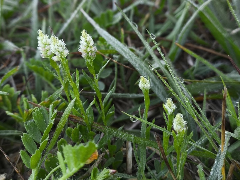 Senega australis photo 4