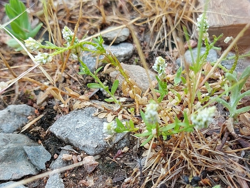 Senega australis photo 5