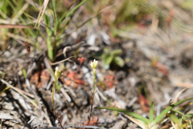 Senega australis photo 6