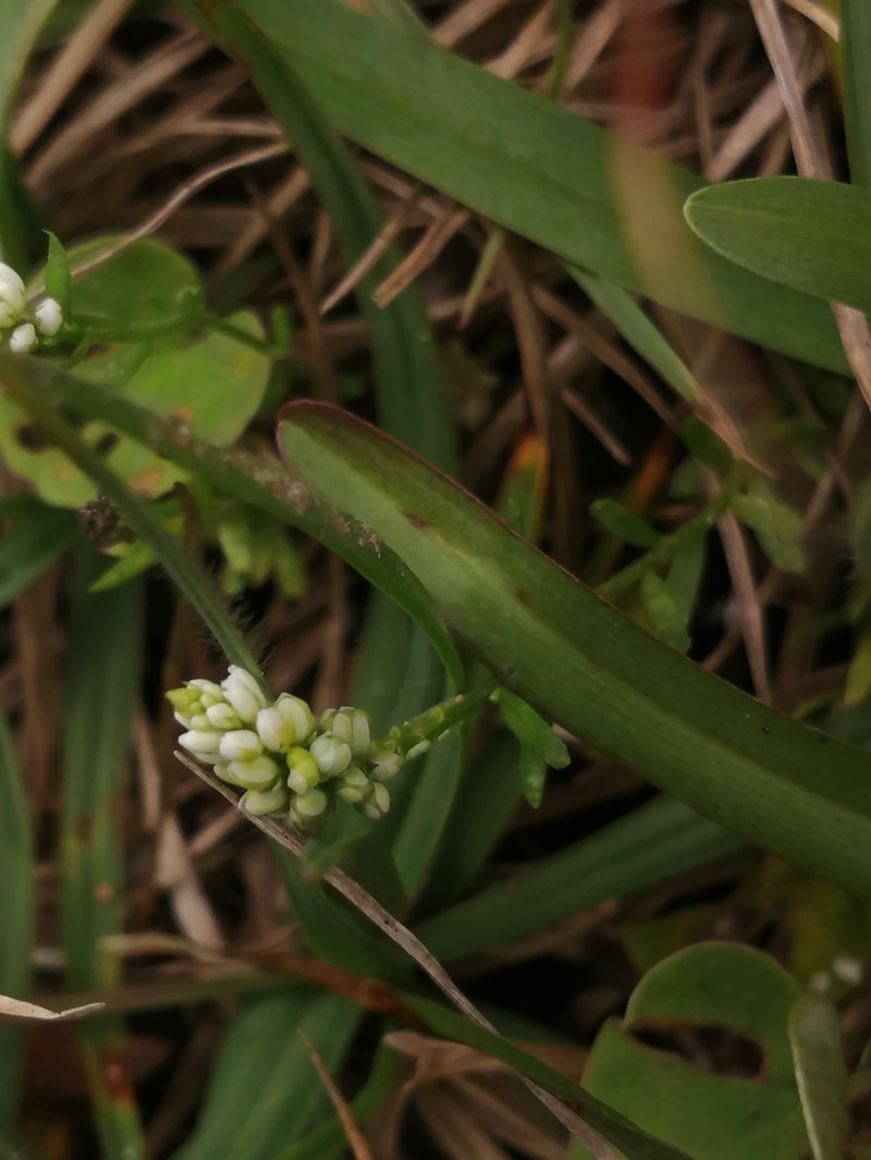 Senega australis photo 7