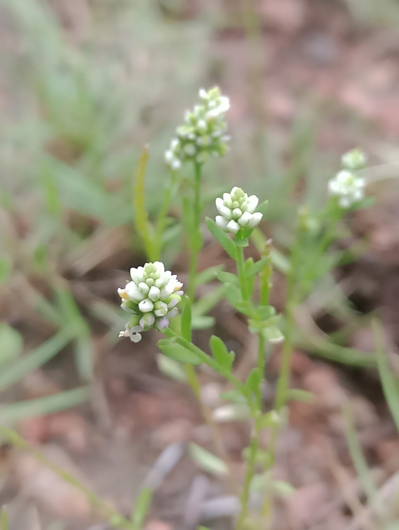 Senega australis photo 8