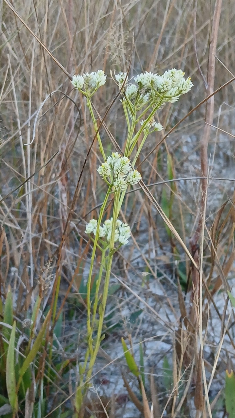 Senega balduini photo 3