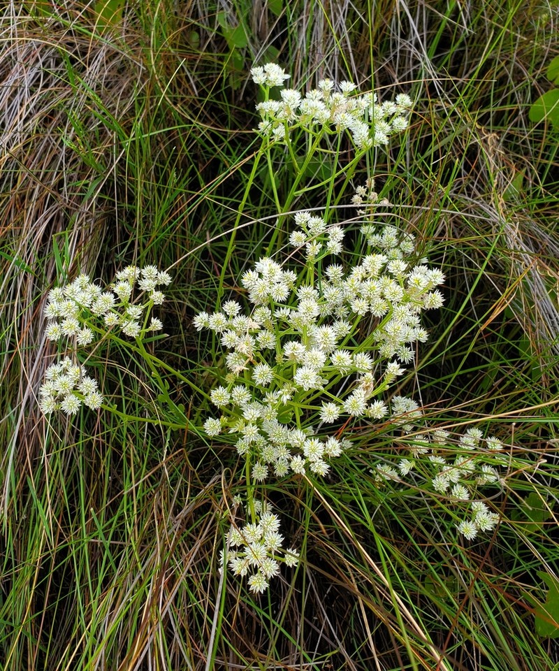 Senega balduini photo 4