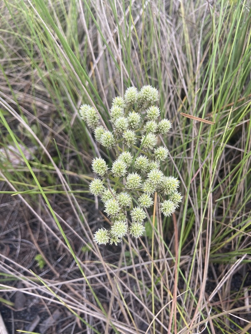 Senega balduini photo 5