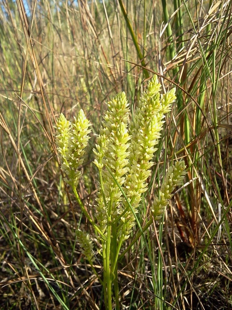 Senega balduini photo 6