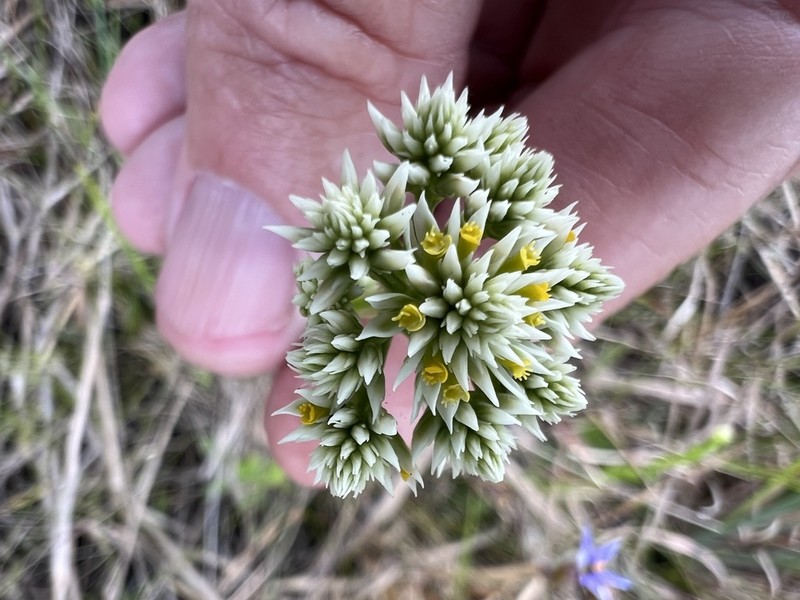 Senega balduini photo 8