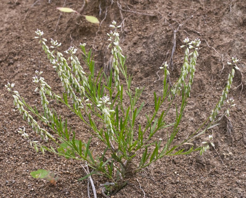 Senega berlandieri