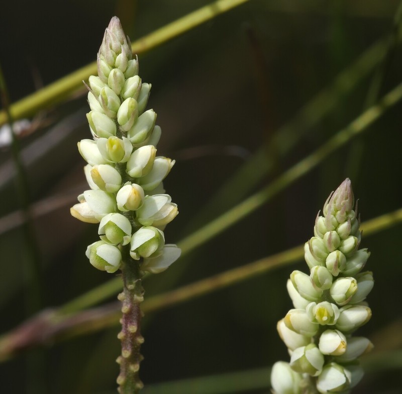 Senega blakeana