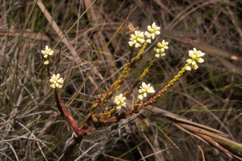 Senega blakeana photo 5