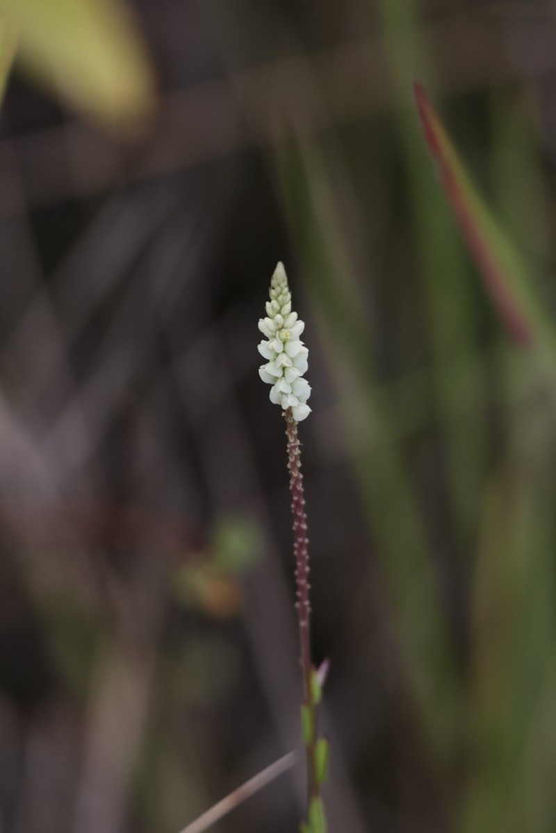 Senega blakeana photo 6