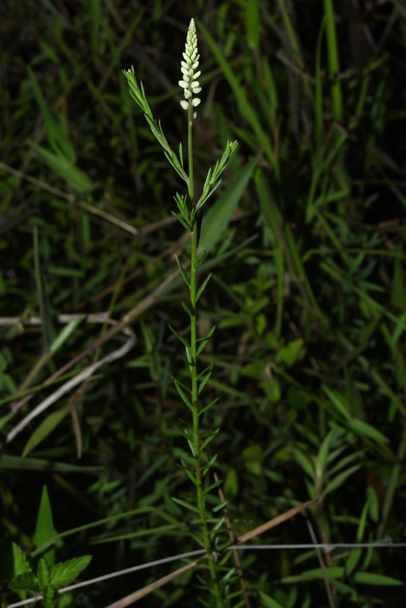 Senega blakeana photo 7