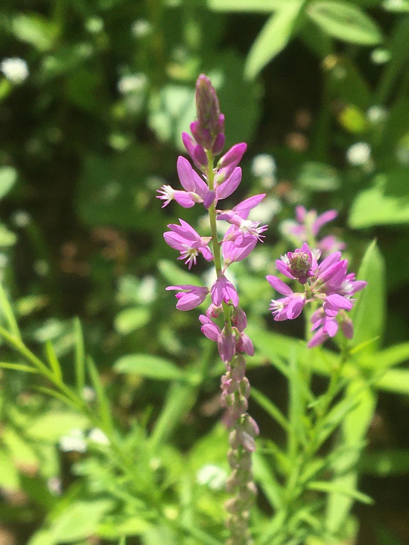 Senega boliviensis