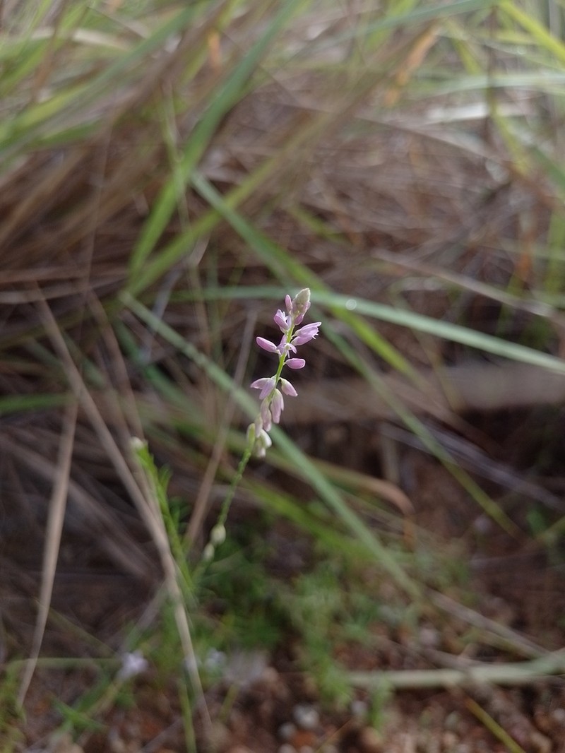 Senega boliviensis photo 2